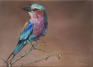 Lilac-Breasted Roller