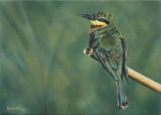 Little Bee-eater