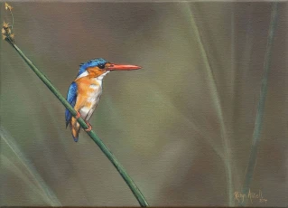 Malachite Kingfisher