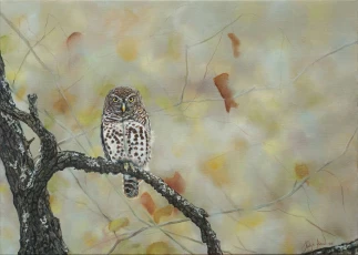 African Barred Owlet