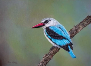 Woodland Kingfisher