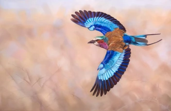 Lilac-Breasted Roller in flight