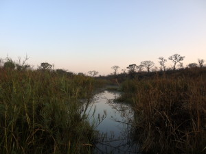 Early morning in Southern Kruger