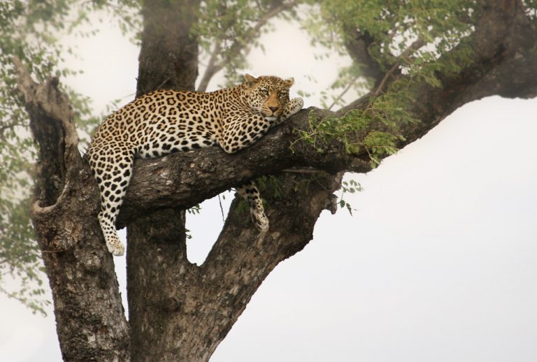 Kruger Marula Trees – they conceal interesting things within their branches!