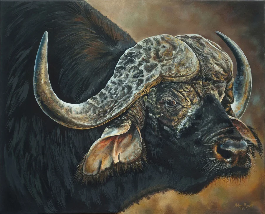 African Buffalo