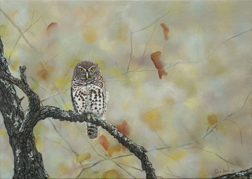 Barred Owlet