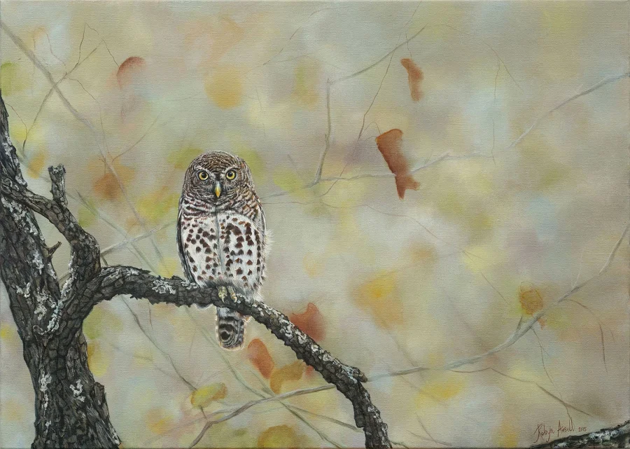 Barred Owlet