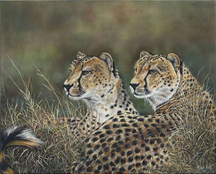 Cheetah brothers