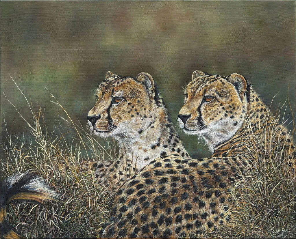 Cheetah brothers