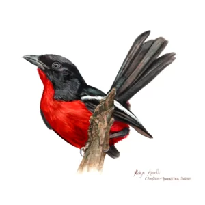 Fine Art Print - Crimson-breasted Shrike