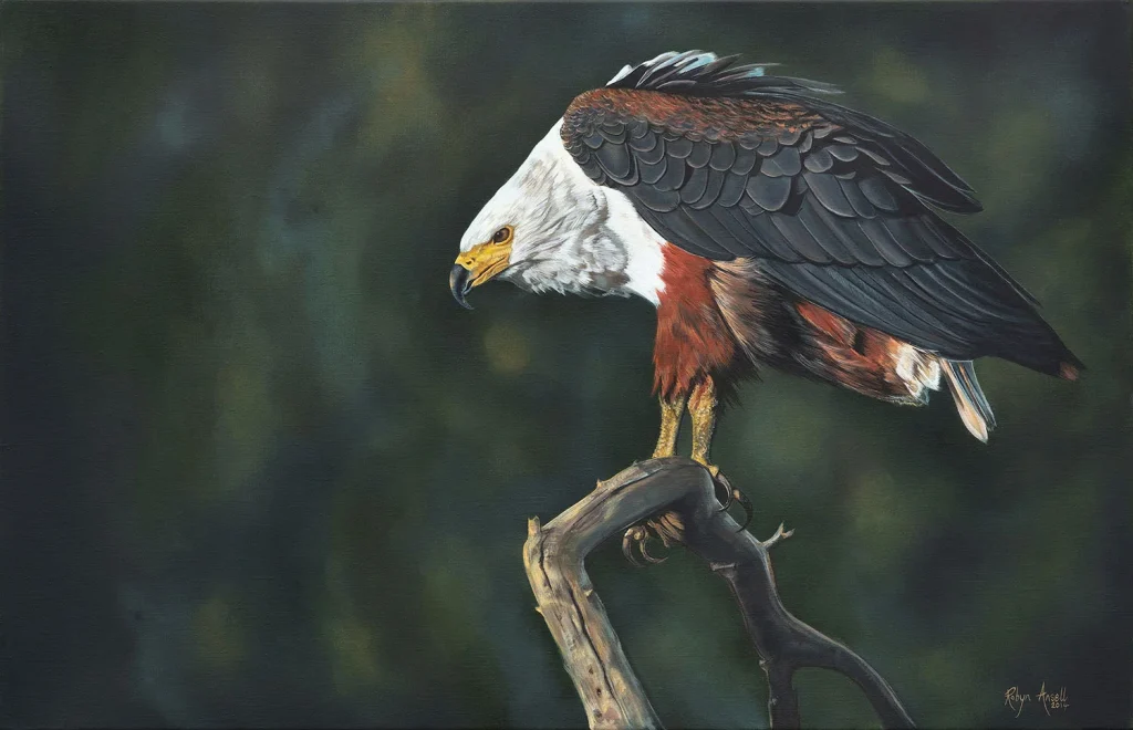 Fish eagle perched