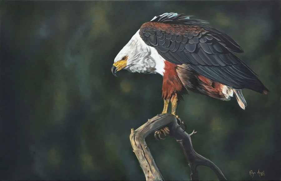 Fish eagle perched