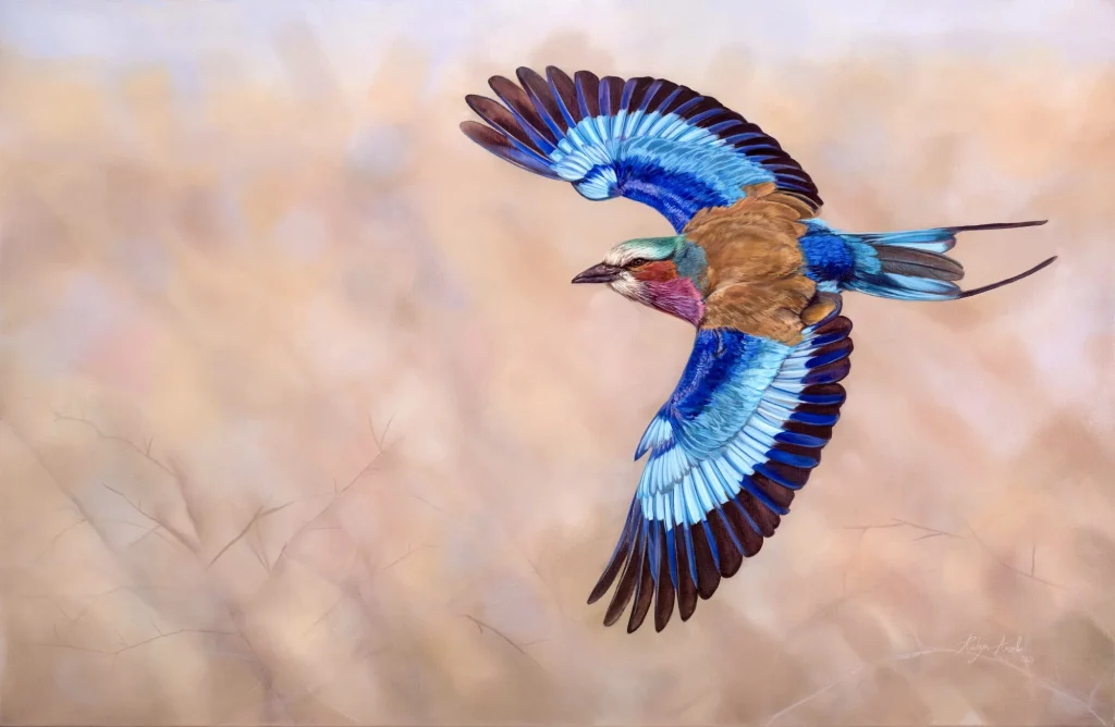 Lilac breasted Roller in flight