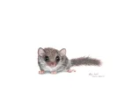 African Dormouse
