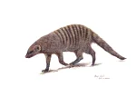 Banded Mongoose