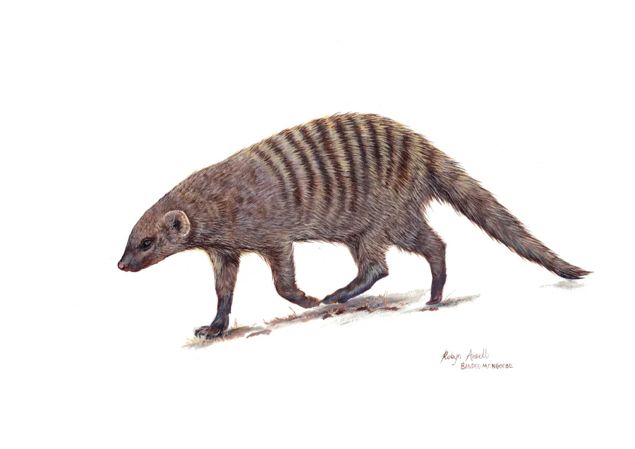 Banded Mongoose