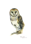 Barn Owl