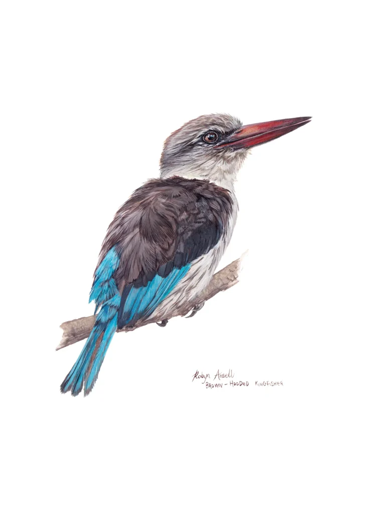 Brown hooded Kingfisher