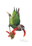 Brown headed Parrot