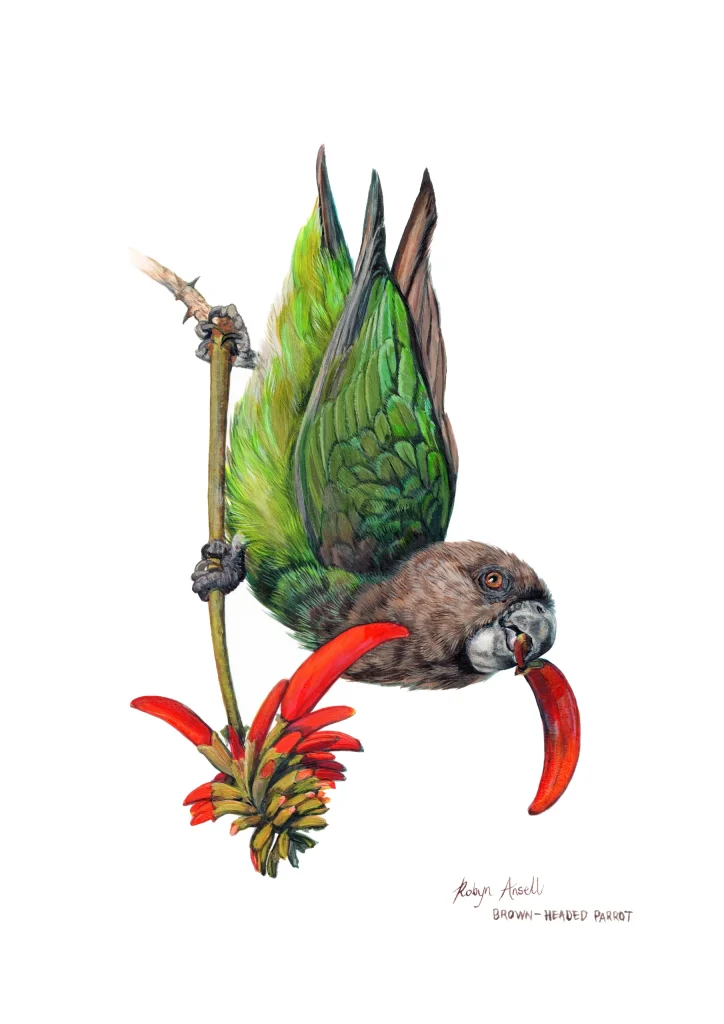 Brown headed Parrot