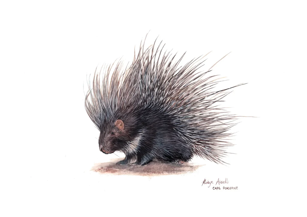 Cape Porcupine