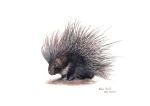 Cape Porcupine