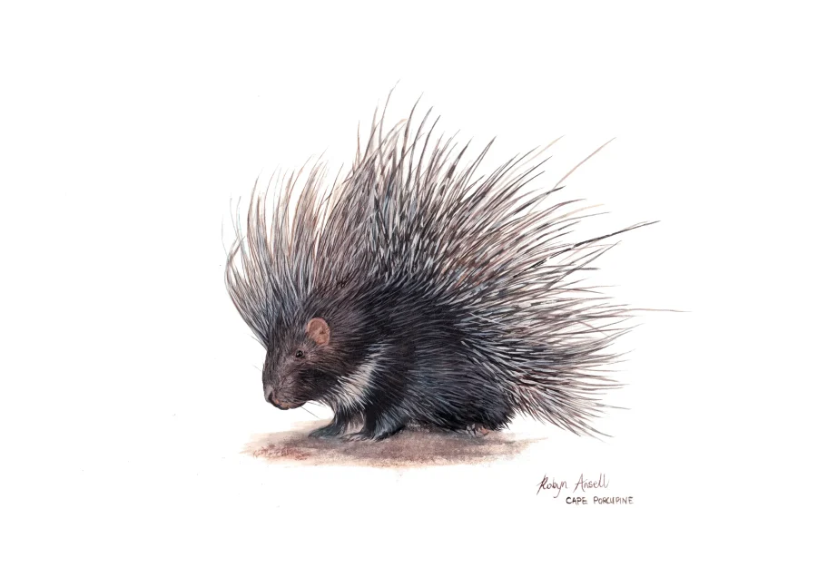 Cape Porcupine