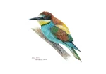 European Bee-eater