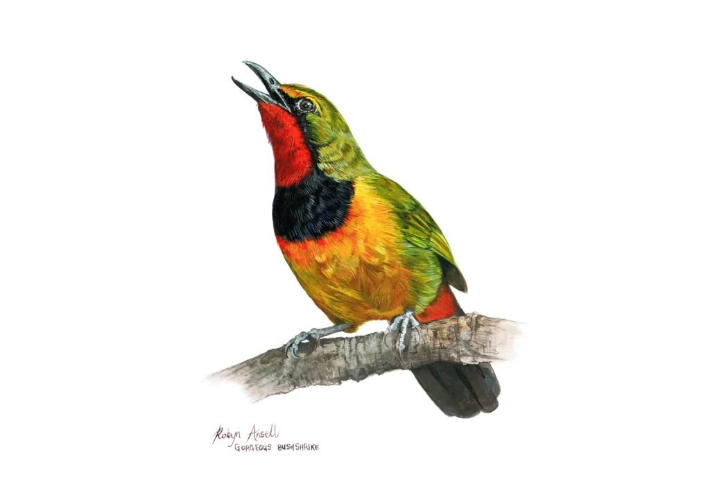 Gorgeous Bush-shrike