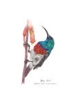 Greater Double-collared Sunbird