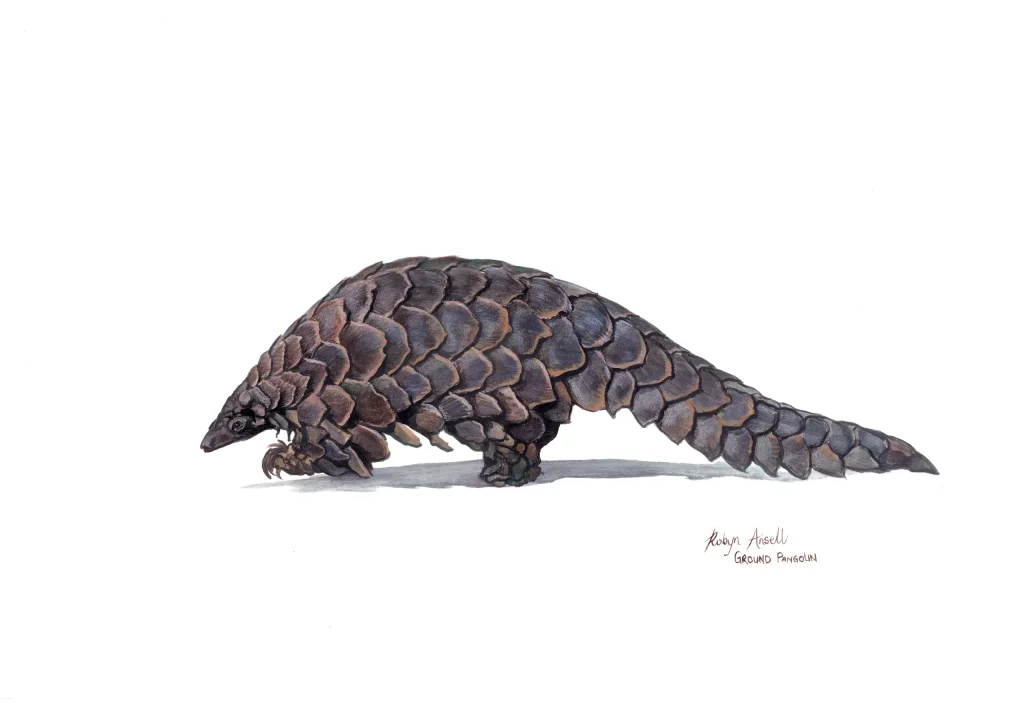 Ground Pangolin