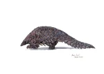 Ground Pangolin