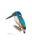 Half-collared kingfisher