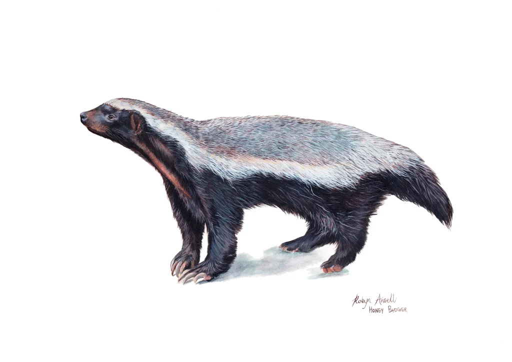 Honey Badger