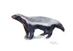 Honey Badger
