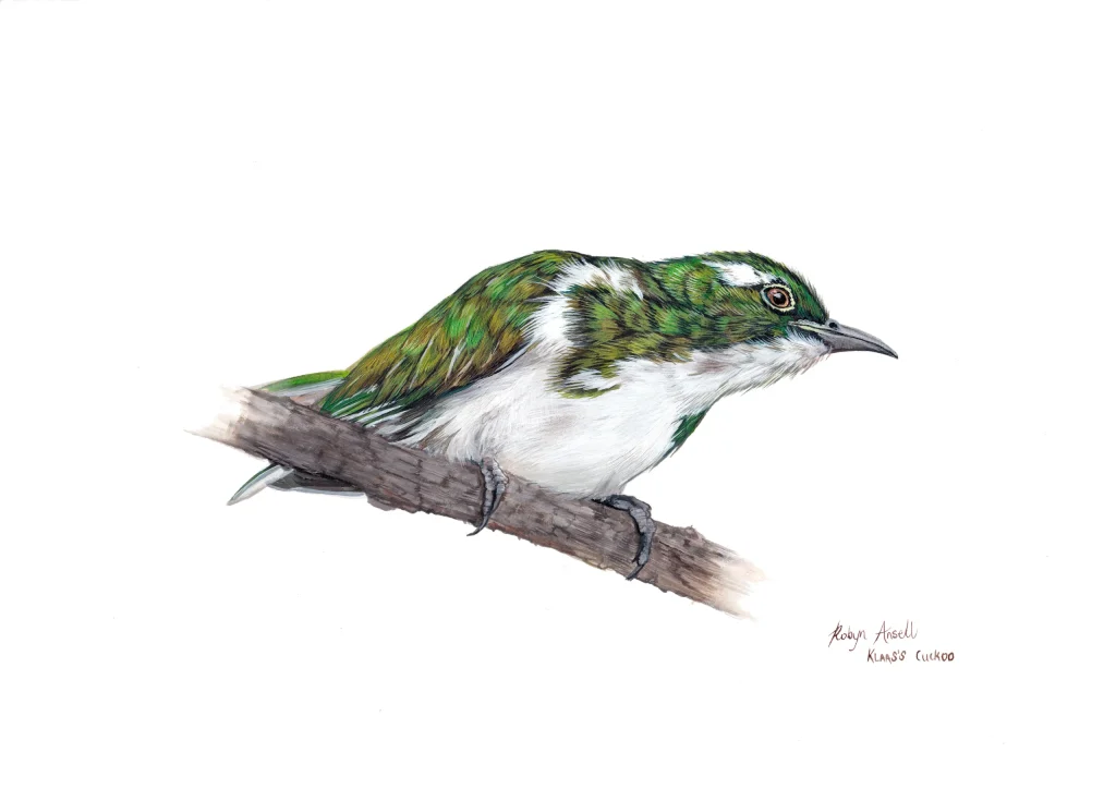 Klaas’s cuckoo