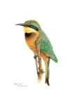 Little Bee-eater