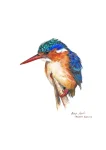 Malachite Kingfisher
