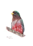 Narina Trogon (female)