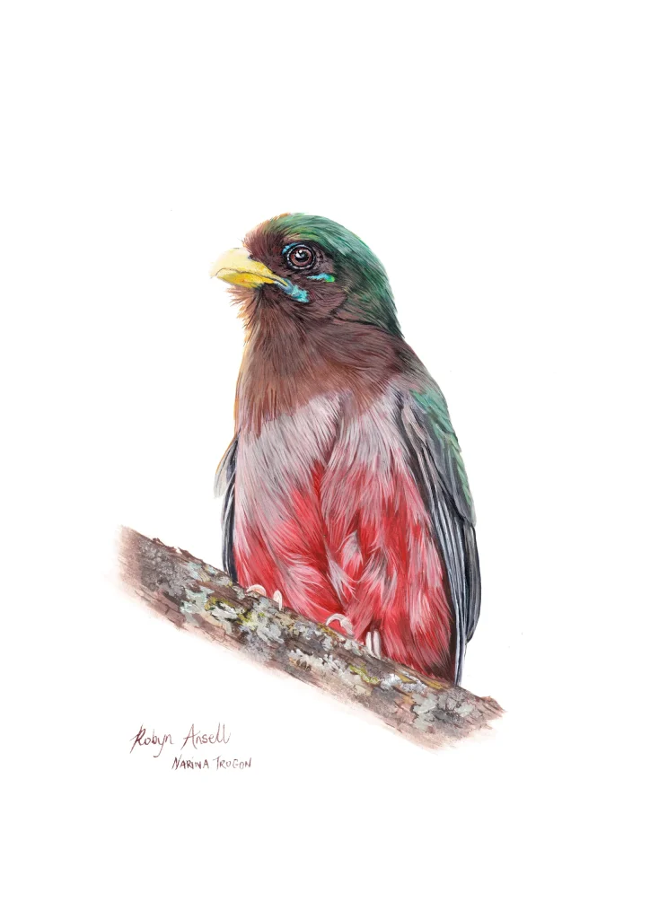 Narina Trogon (female)