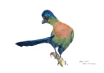 Purple crested Turaco