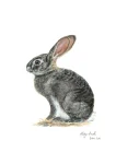 Scrub Hare