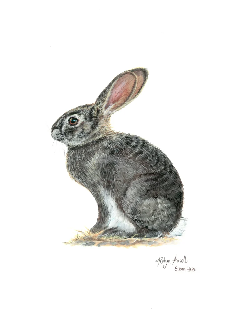 Scrub Hare