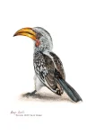 Southern Yellow billed Hornbill