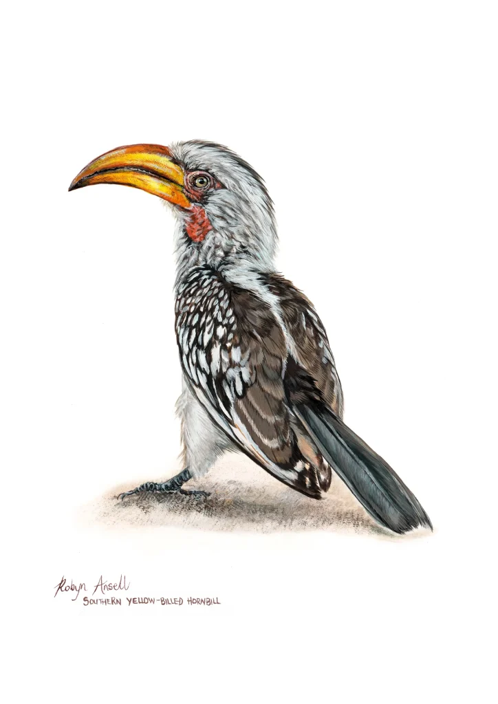 Southern Yellow billed Hornbill