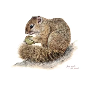 Fine Art Print - Tree Squirrel
