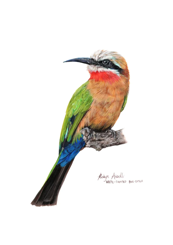 White fronted bee eater