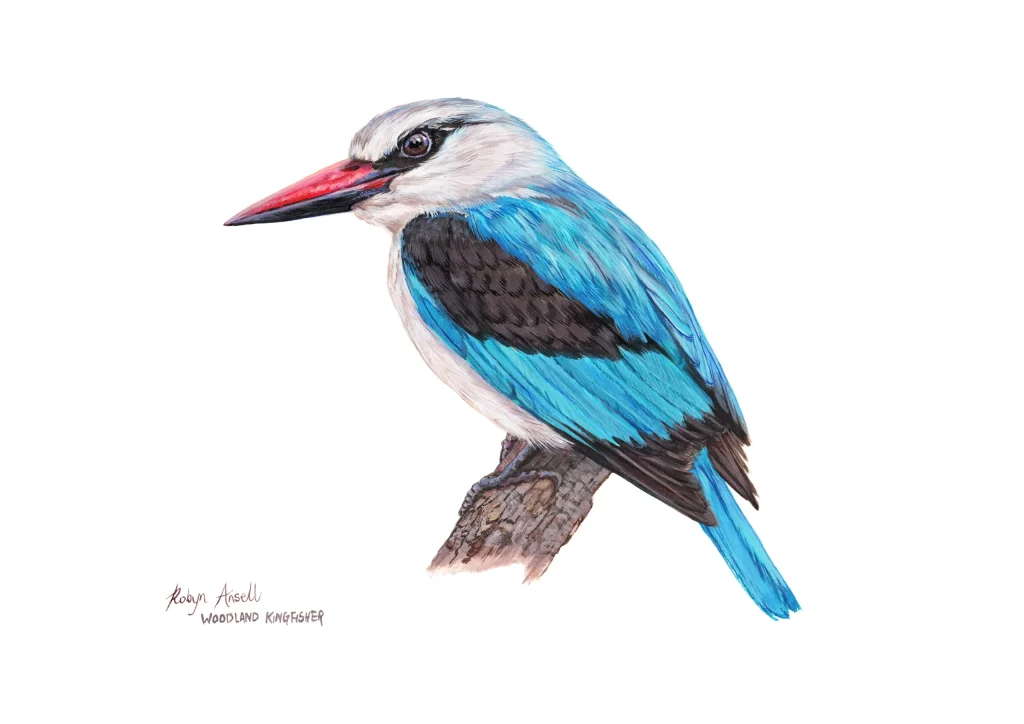 Woodland Kingfisher