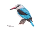 Woodland Kingfisher