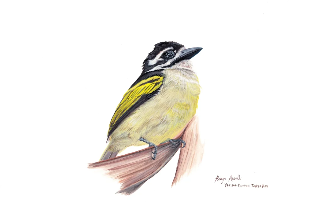 Yellow rumped Tinker bird